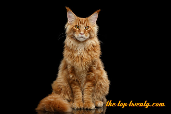 Maine Coon Cat